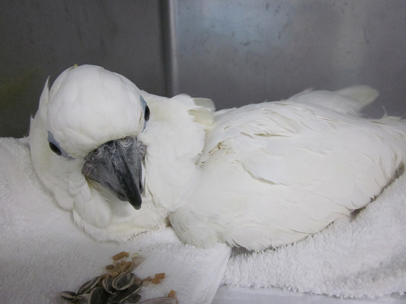 小鳥のセンター病院・池袋の診療案内｜病気の診療・入院・バードホテル