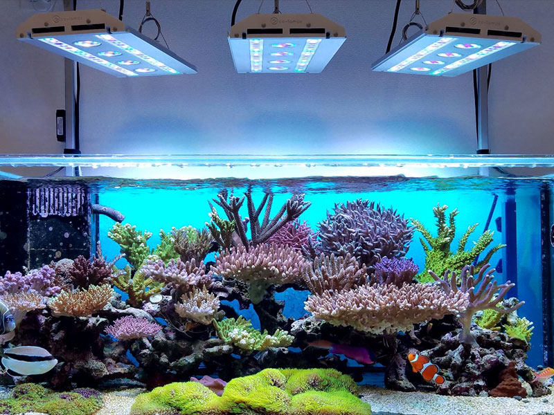 最新モデル】スペクトラ SPECTRA SP200 SPECTRA SP200 水槽用LEDライト