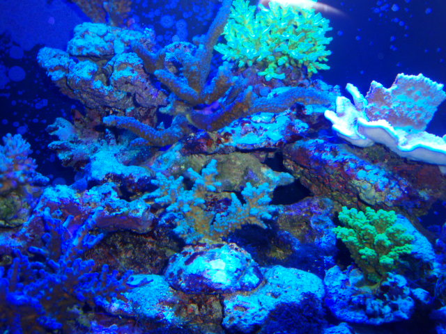 バイタルウェーブ7W シアン 2? ?3月25日設置｜レビュー｜KR-CLUB