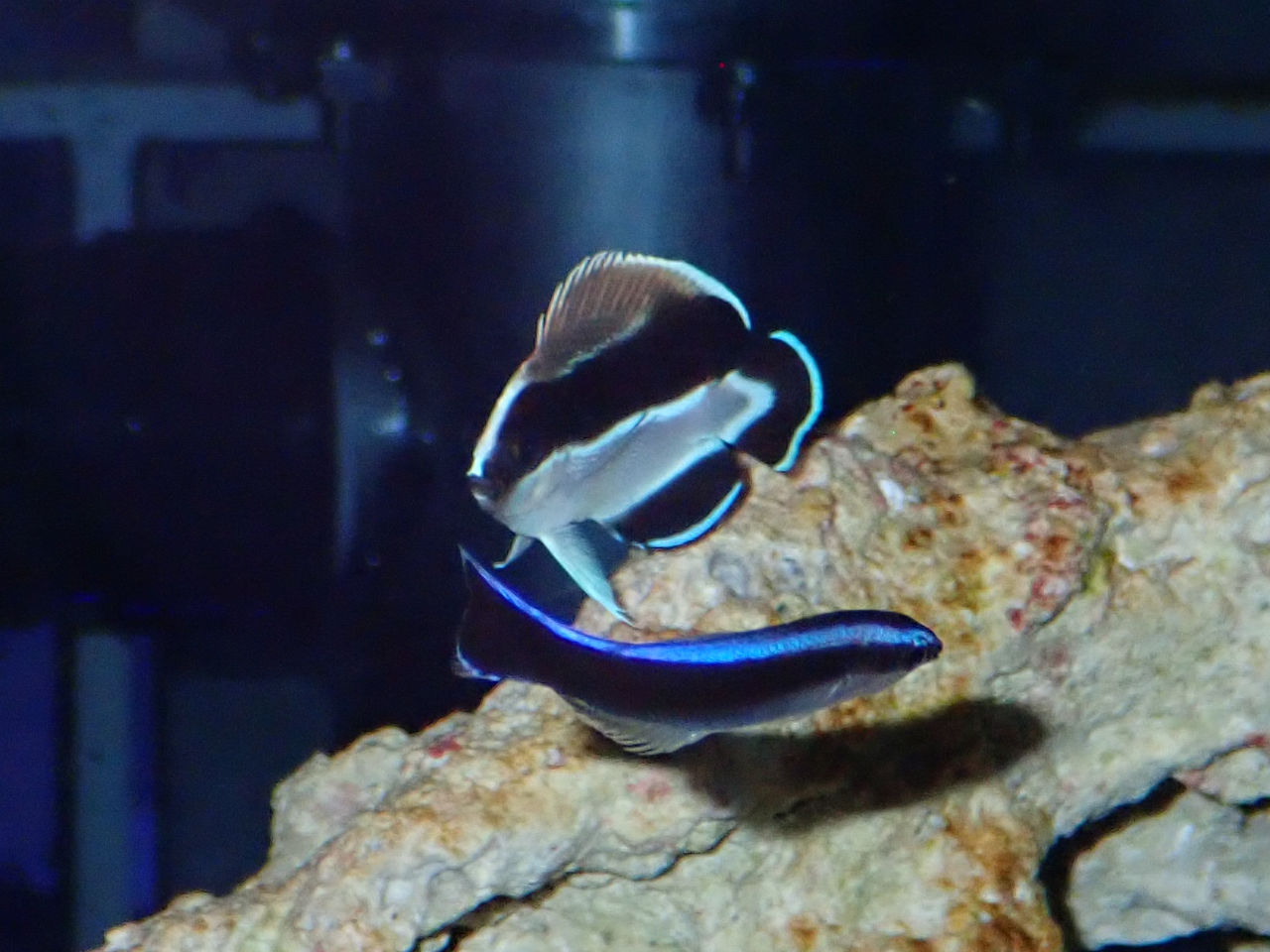 海水魚鑑賞 備品いろいろ（全品購入の方募集） 海水魚鑑賞 備品