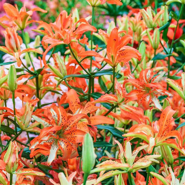 60288_grande.webp?v=1750364890