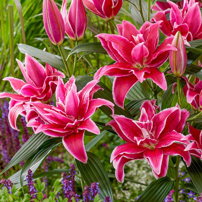Buy Natascha Roselily Bulbs | Oriental Lilies | Breck's