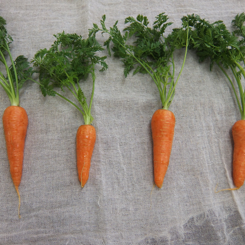 有機栽培] 葉っぱつきにんじん (400g)の販売・通販 - 有機野菜の宅配