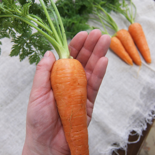 有機栽培] 葉っぱつきにんじん (400g)の販売・通販 - 有機野菜の宅配