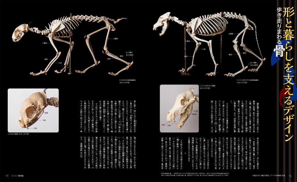 ホネホネ博物館