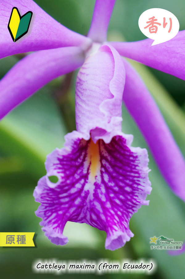 カトレア原種】C.maxima (from Ecuador) （原種）カトレア マキシマ