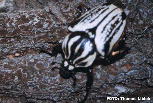 銀色】シラフゴライアスオオツノハナムグリGoliathusorientalis 銀色
