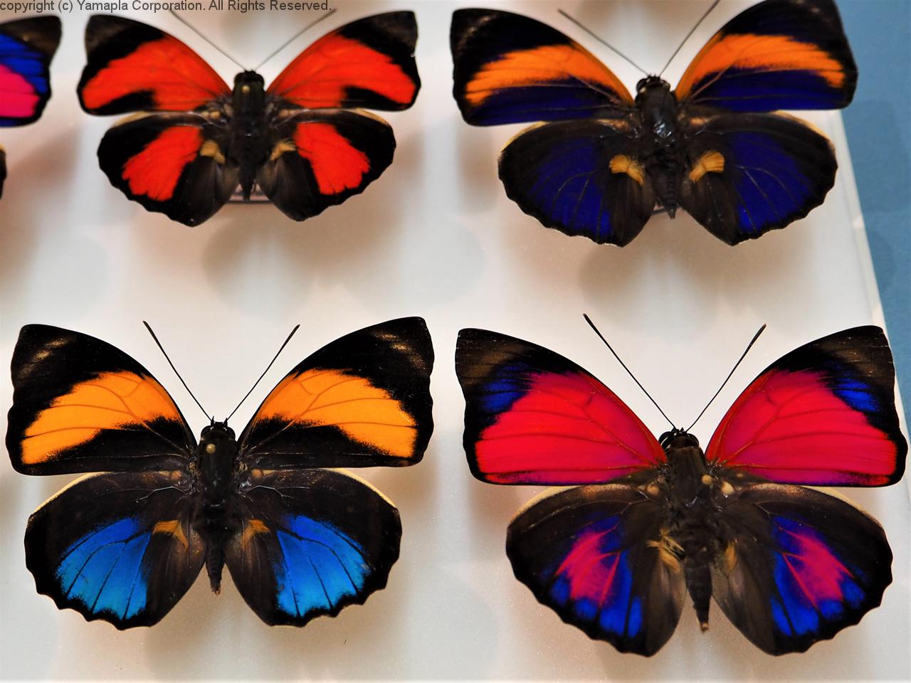 HiЯ∅様(木)まで専用 蝶の標本 ミイロタテハの世界(特AA) HiЯ∅様(木