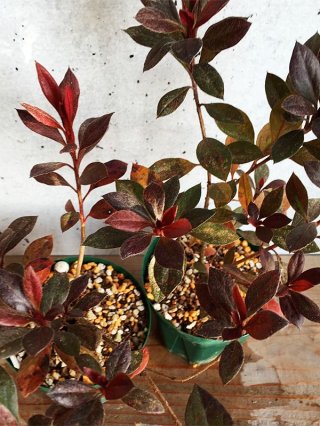 樹木 - ACID NATURE 乙庭