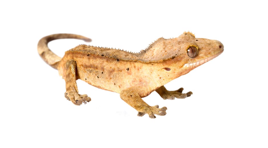 クレステッドゲッコー - 爬虫類情報 | 爬虫類用品・エキゾテラのジェックス