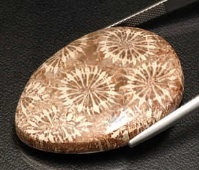 瑪瑙化石サンゴ - さまざまな意味で魅惑的な宝石