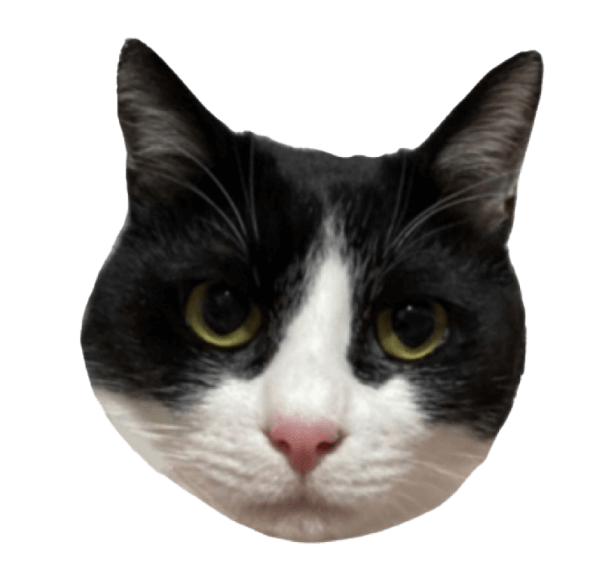 Happy Nyanco Day from #グローバルニャーク！ | and st