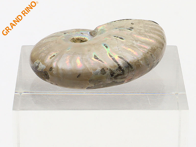 化石の日限定価格】マダガスカル産 アンモナイト化石（クレオニセラス