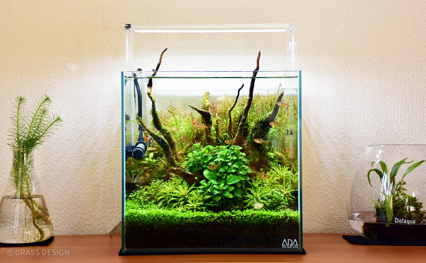 熊本地震にゃ負けんばい！遂に復活60cm水槽!! | GRASS DESIGN