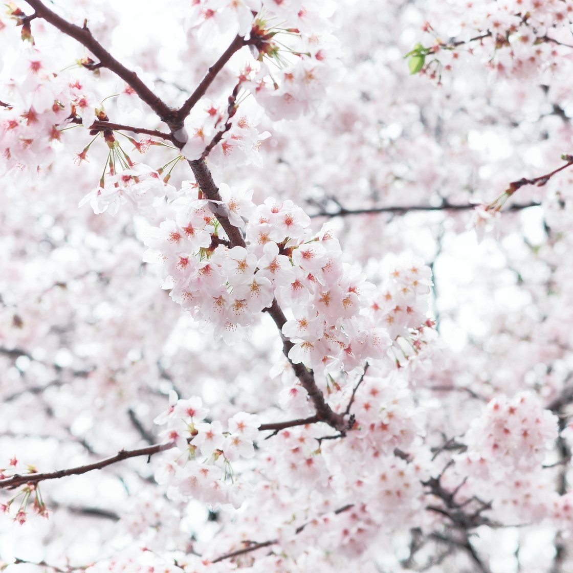 アールビバン／ごとP「桜の花びら舞い散る頃」