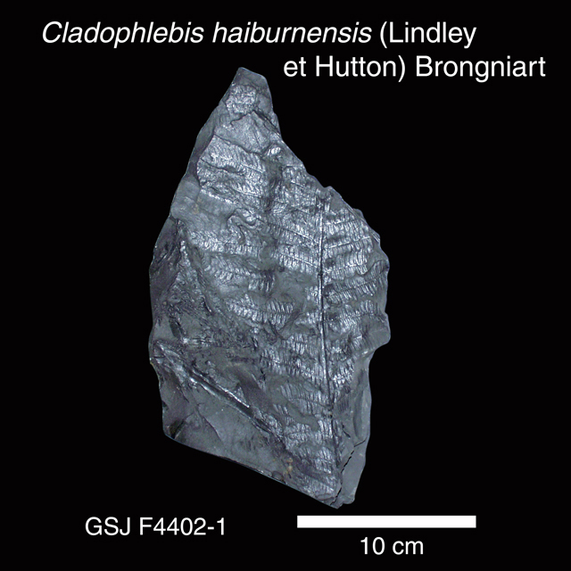 北海道初山別村産クモヒトデ化石密集標本貴重標本化石