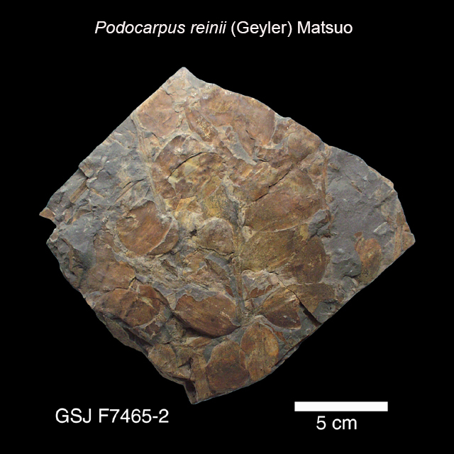 ハオコゼ 標本 化石 透明標本 【公式通販】