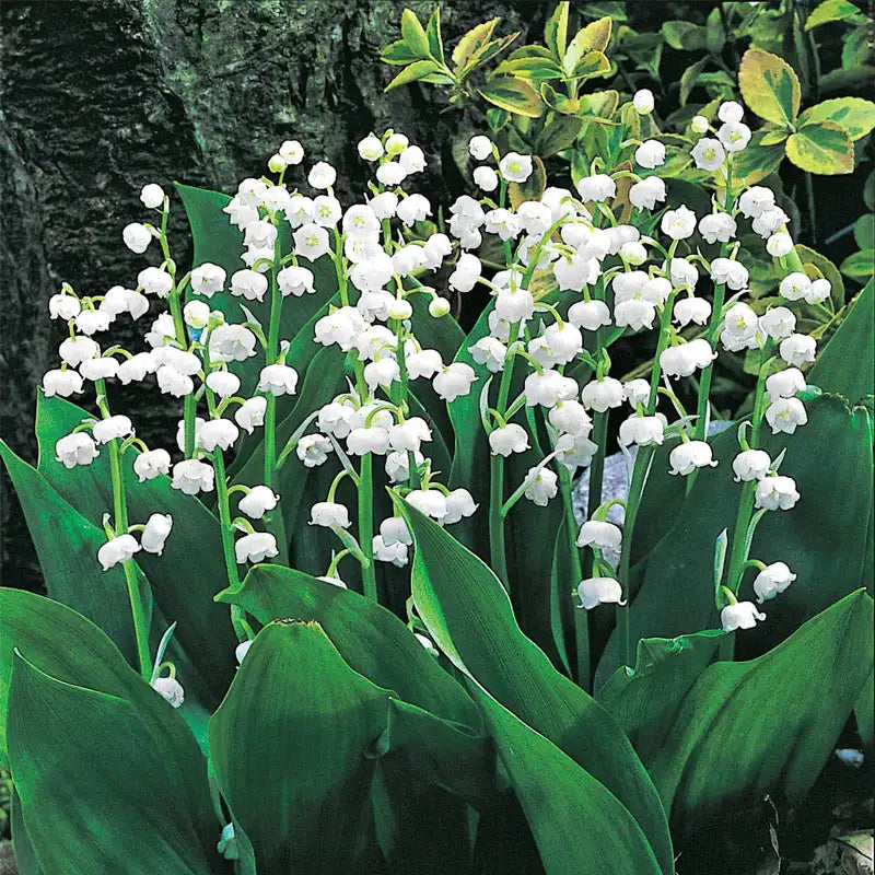 Lily-of-the-Valley | Gurney's Seed & Nursery Co.