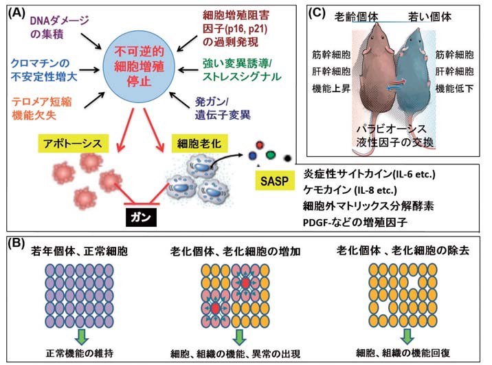 ドージンニュース Vol.167 Review ｜ 同仁化学研究所
