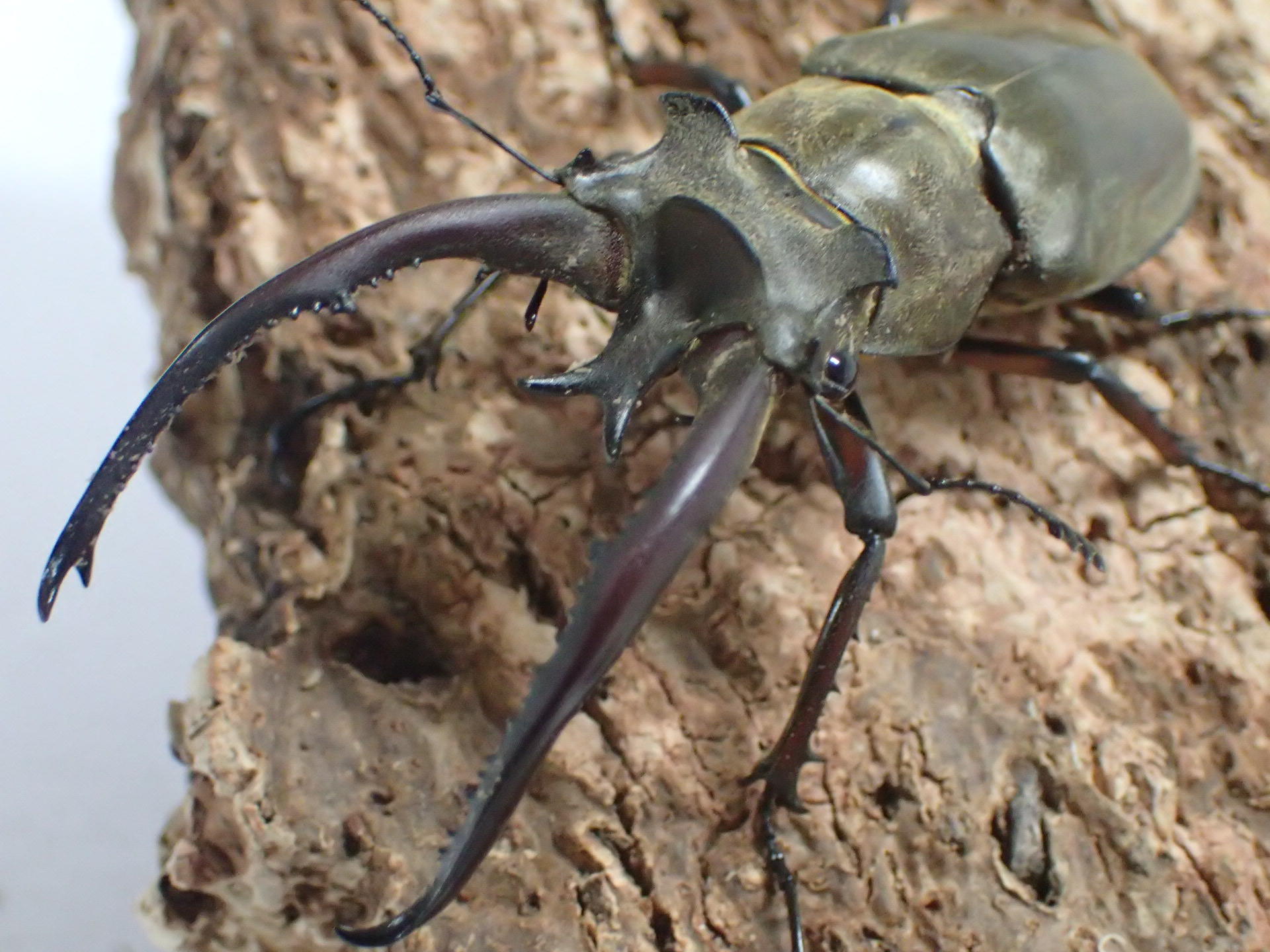 むしやどんぐり / 外国産ミヤマクワガタ