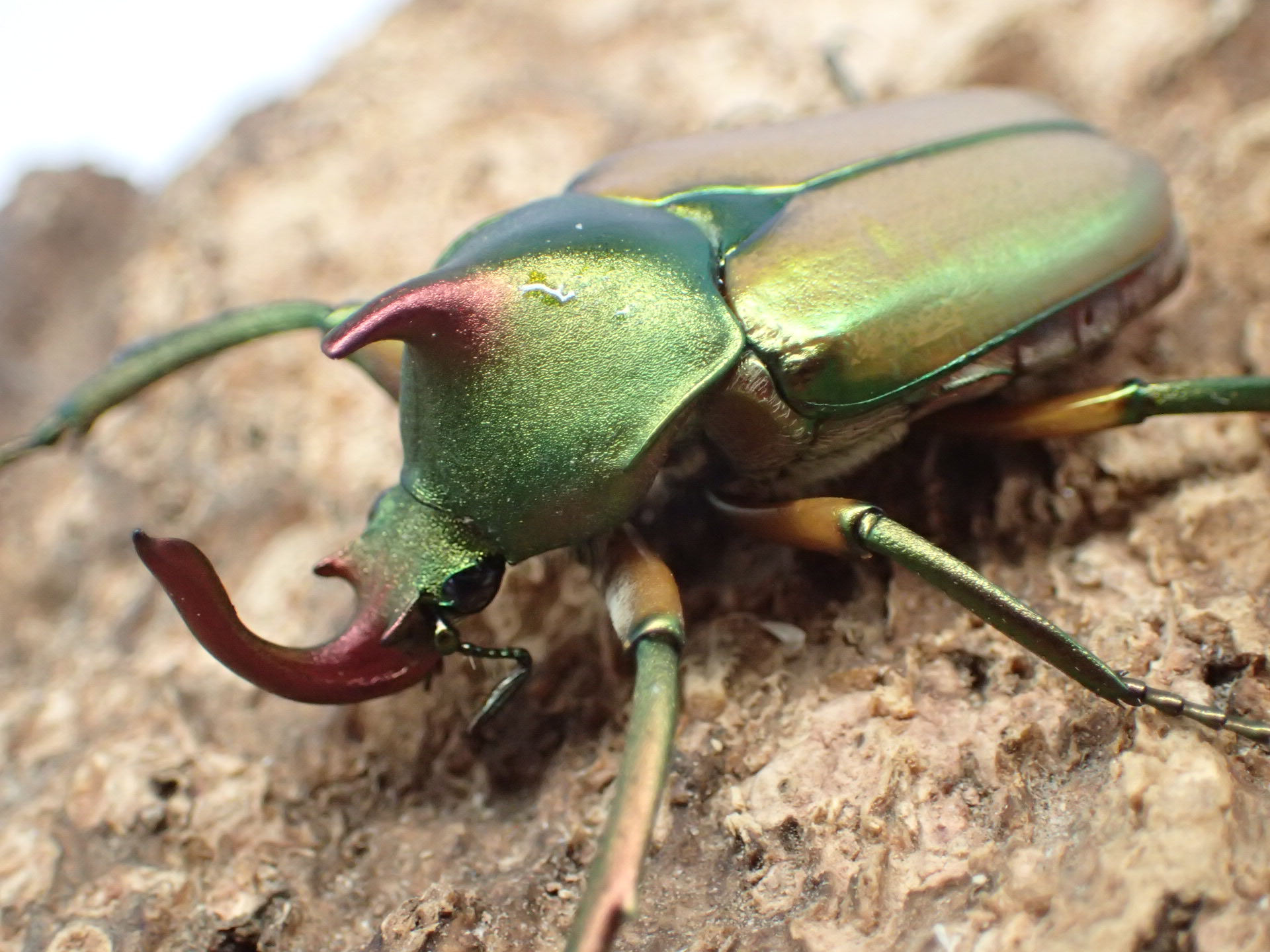 ガテマラ産 クルグイツノハナムグリ 39mm むしやどんぐり / カナブン