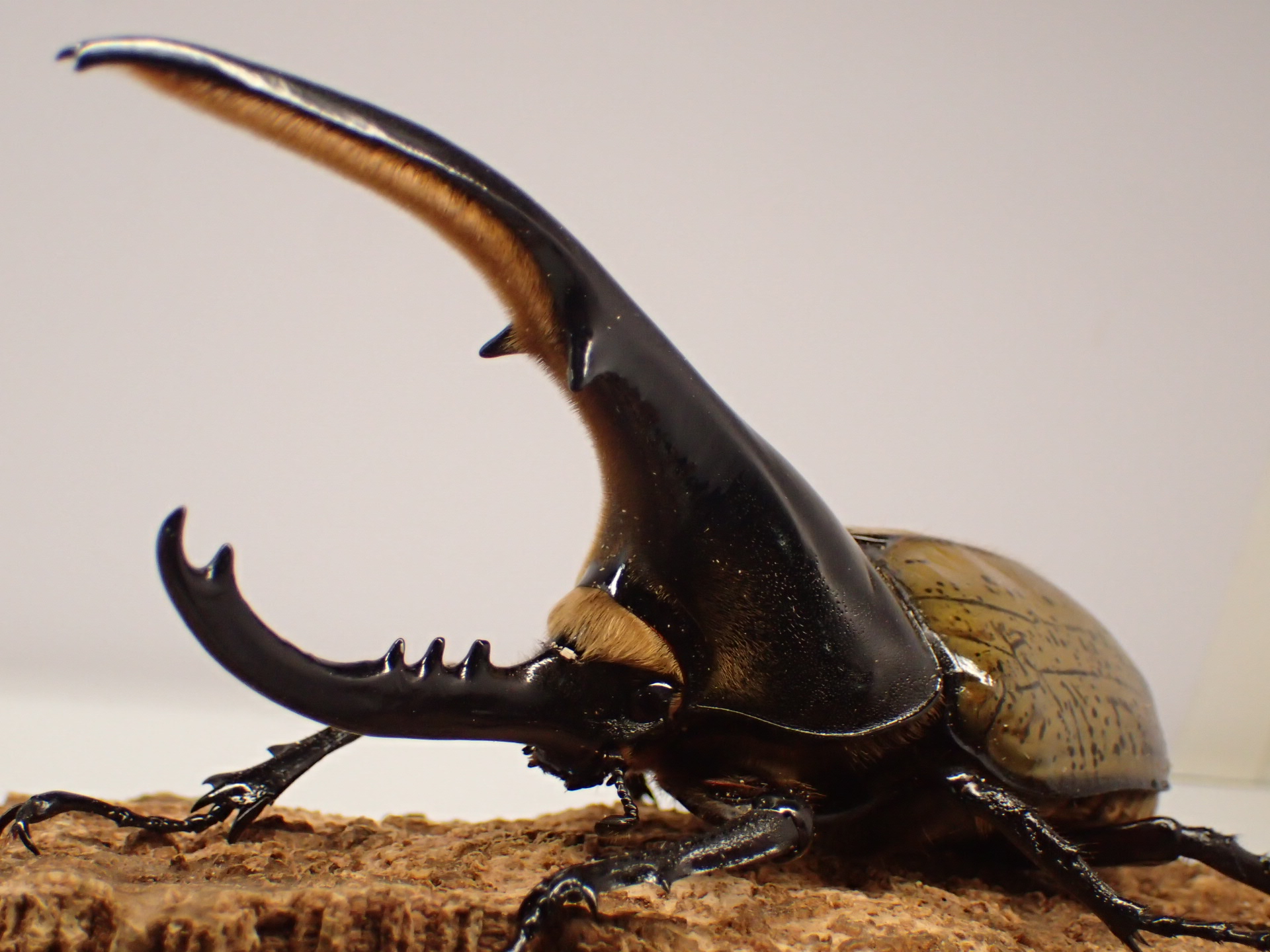 むしやどんぐり / ヘラクレスオオカブト原名亜種(ヘラクレス・ヘラクレス)