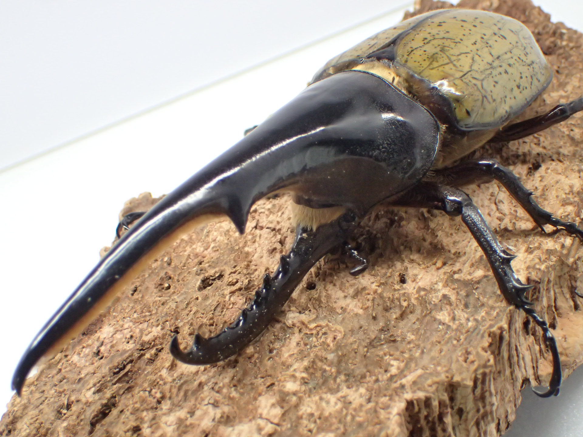 ヘラクレス3亜種 バリエーションセット ヘラクレス3亜種