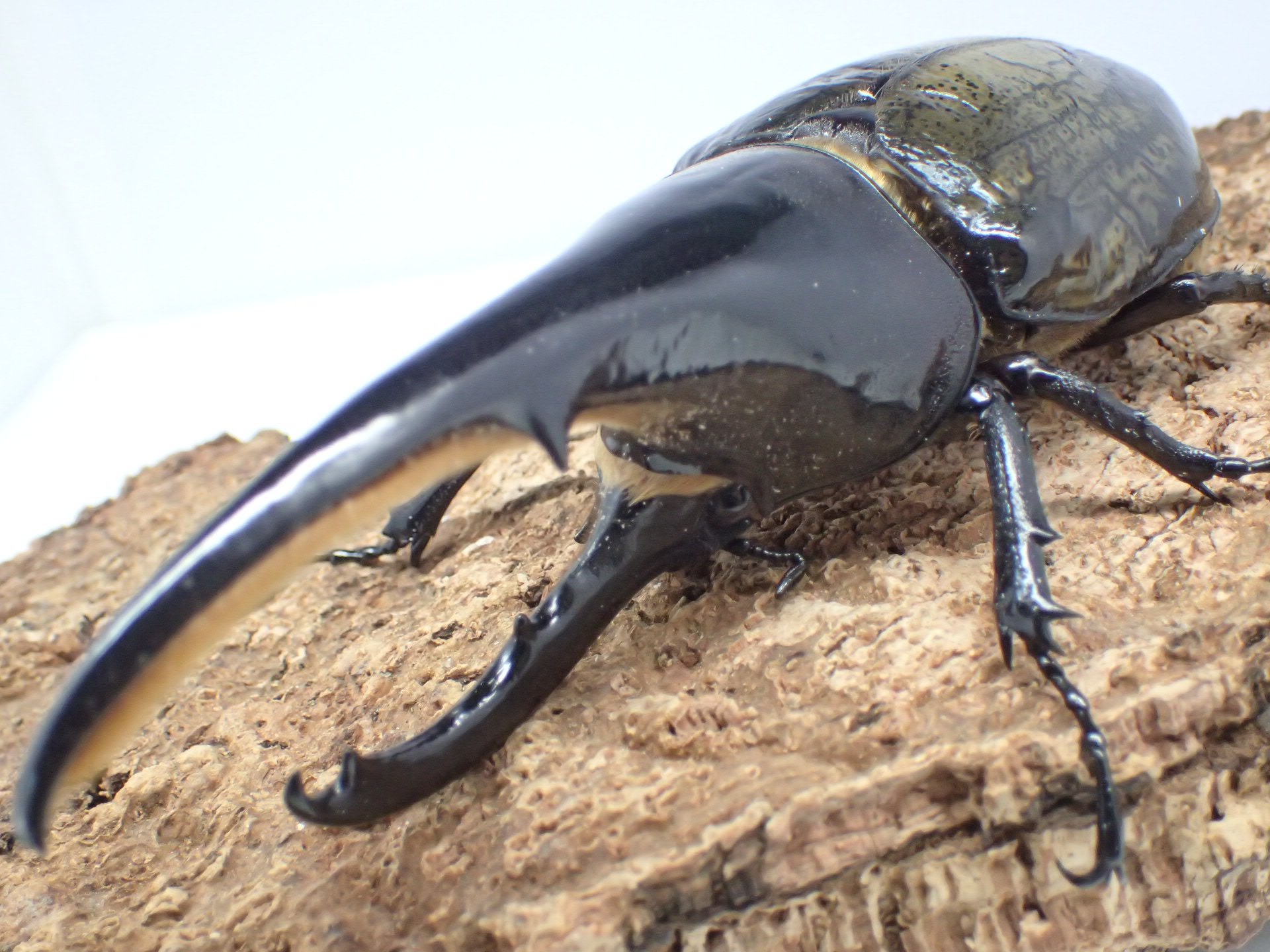 むしやどんぐり / ヘラクレスオオカブト原名亜種(ヘラクレス・ヘラクレス)