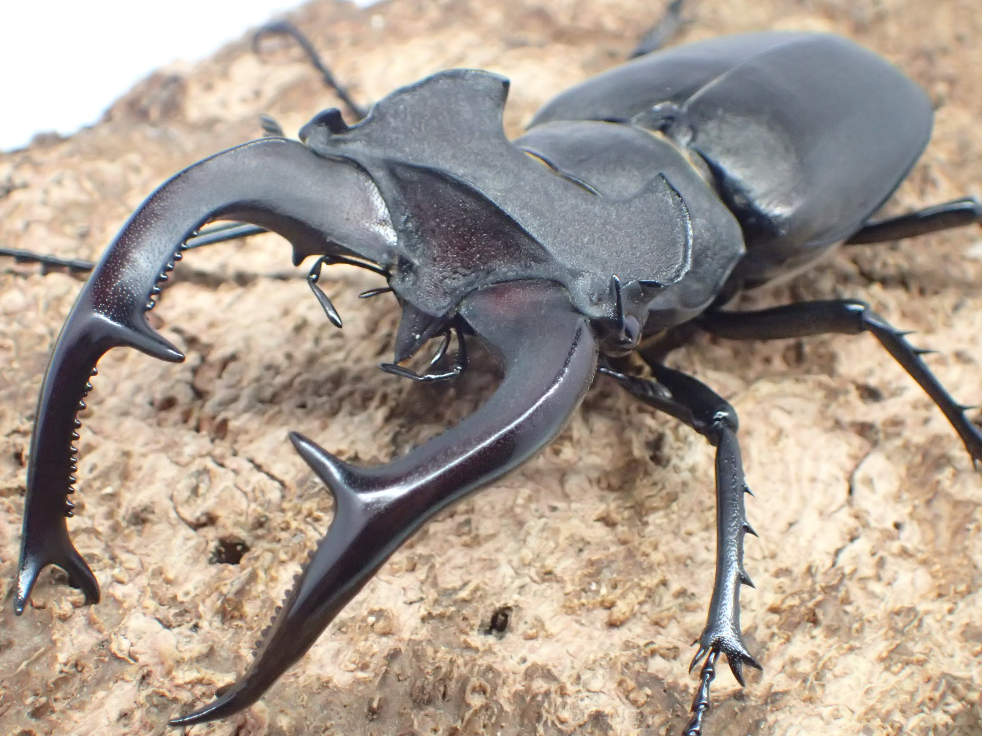 ☆金毛綺麗・超大型！☆【特大本土ミヤマクワガタ】♂74mm超／WF1宮崎県産