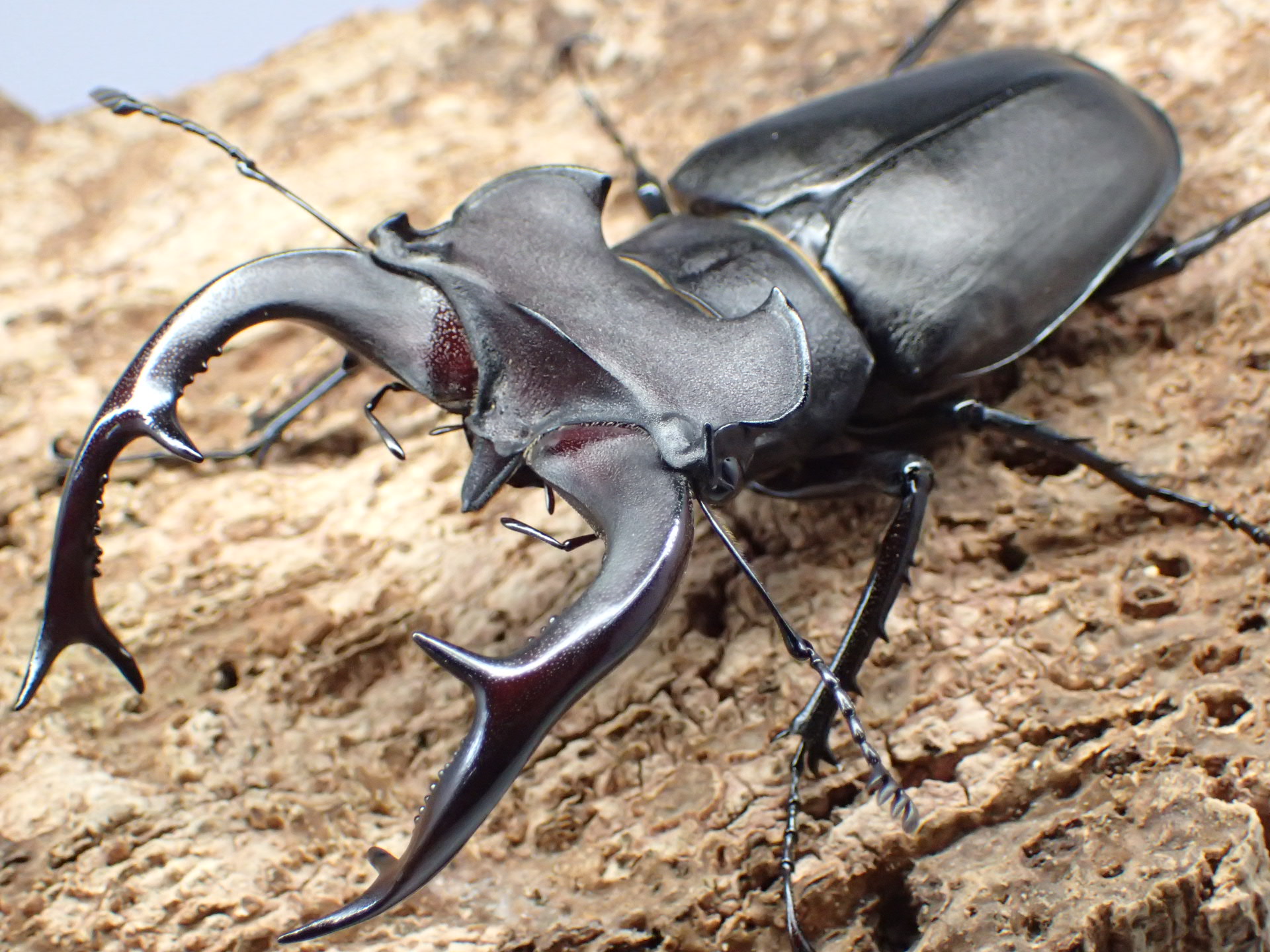 むしやどんぐり / 外国産ミヤマクワガタ