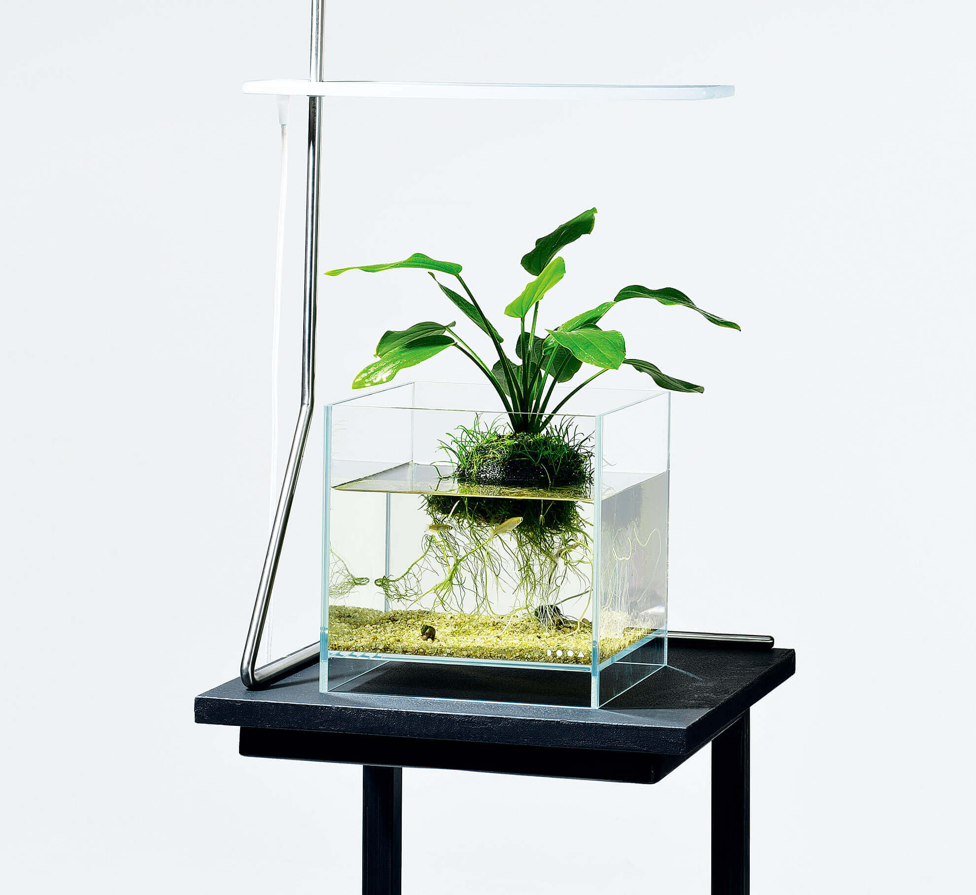 ada DOOA ネオグラスエア 20×20×35 水槽セット