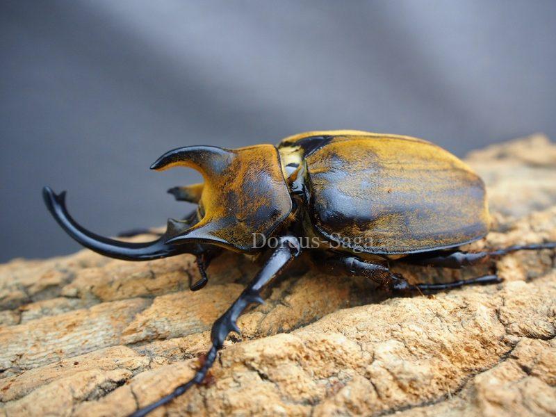 ギアスプランディゾウカブト