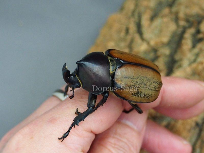 ブラジル産 ウルスカラカナヒナカブト 30mm 【公式通販】