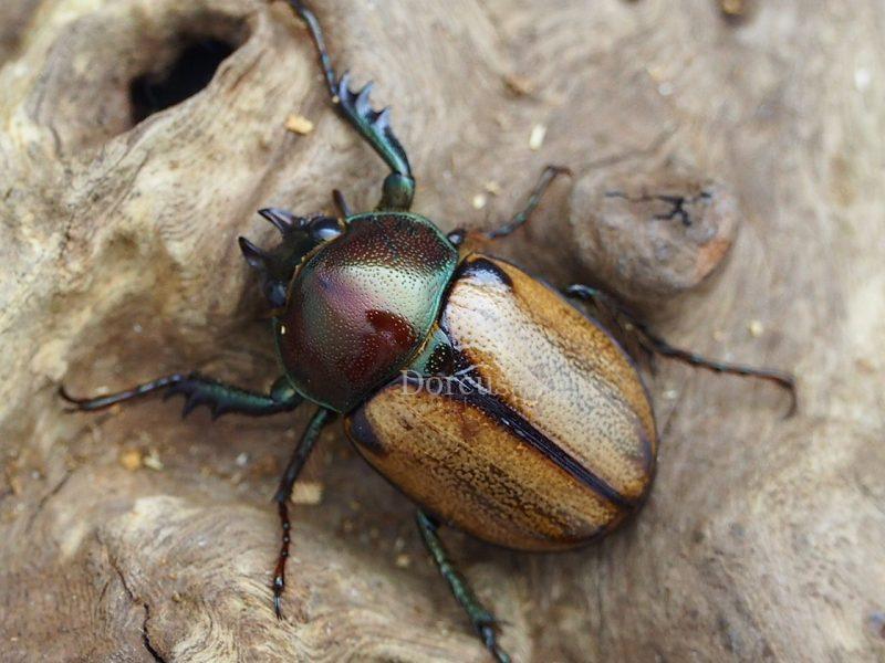 ブラジル産 デュポンカラカナヒナカブト 28mm