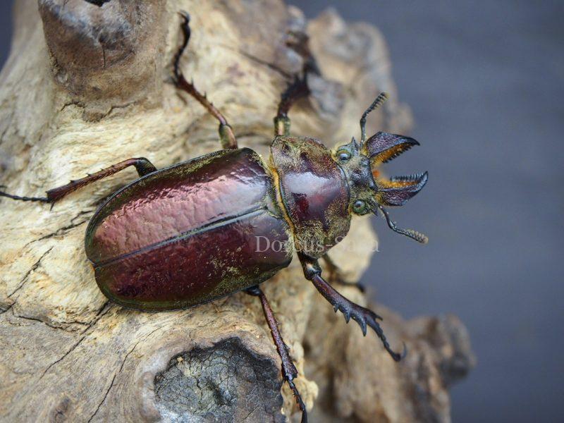 ☆ペルー産 ギガンテウスシワバネクガタ 72mm Sphaenognathus