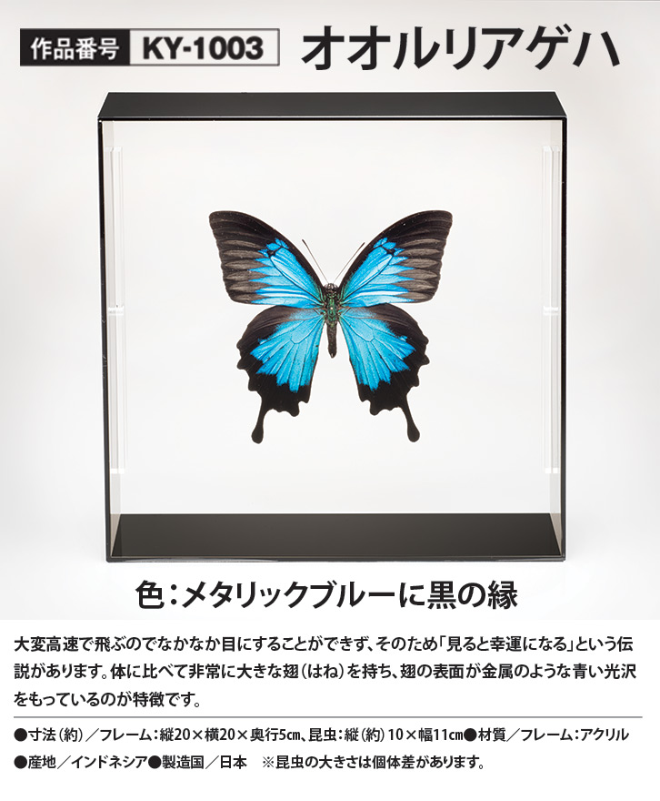 オオルリアゲハ♂ インドネシア・ワイゲオ島産 蝶 標本 昆虫