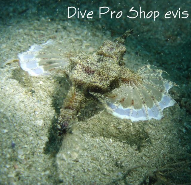 ウミテング】 | ウミテング科 | 生物図鑑 | 名古屋のダイビング