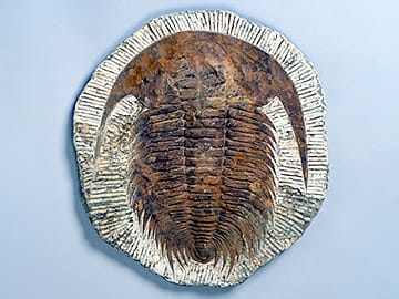 モロッコ産出 大型三葉虫 化石 アカドラドキシデス．ブリアレウス 現状