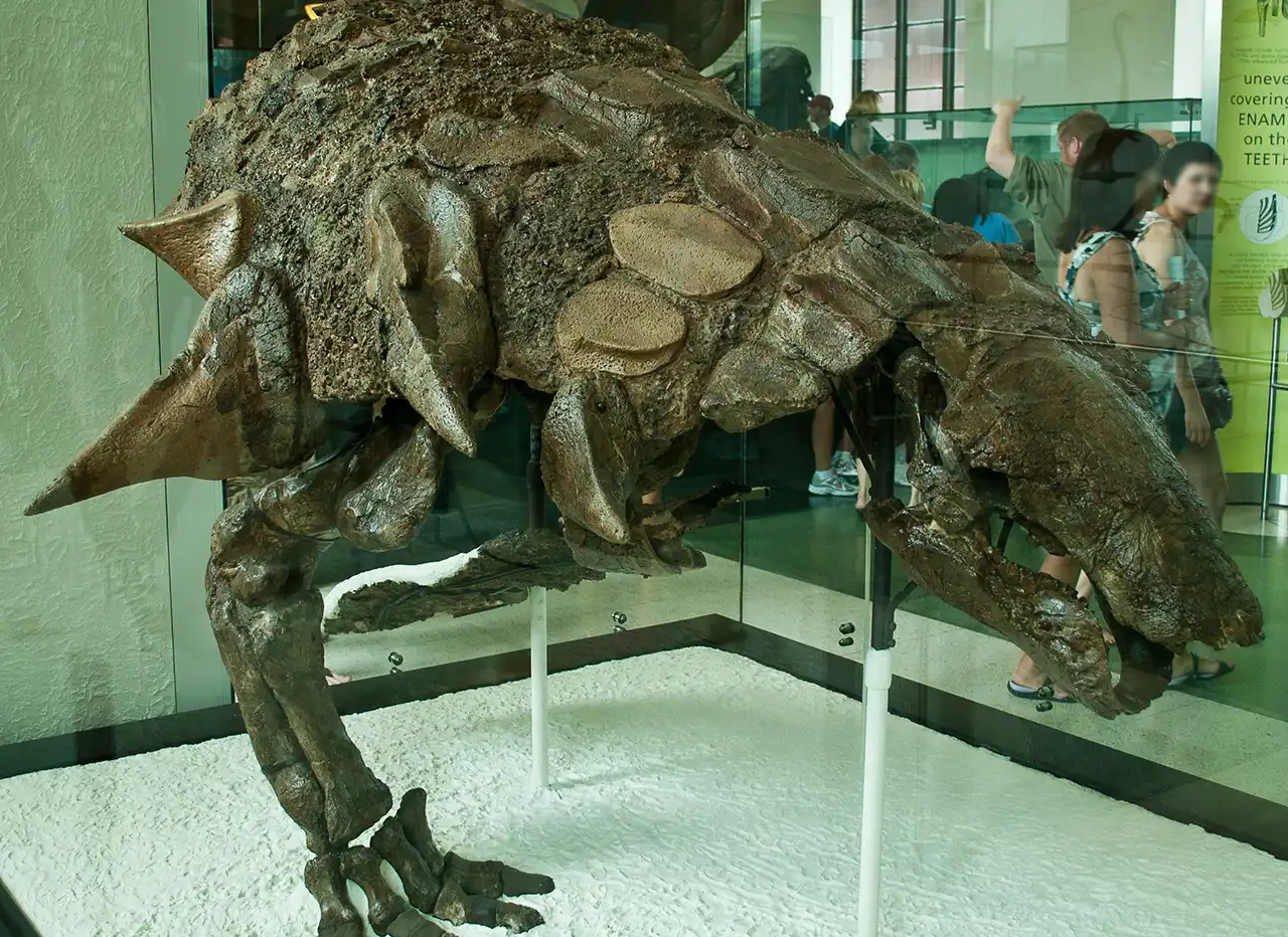 エドモントニア（Edmontonia） | 探そう！好きな恐竜