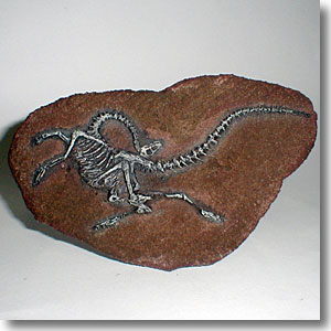 宮沢賢治 バタグルミ化石 土付き 水中保管 宮沢賢治 バタグルミ化石 土