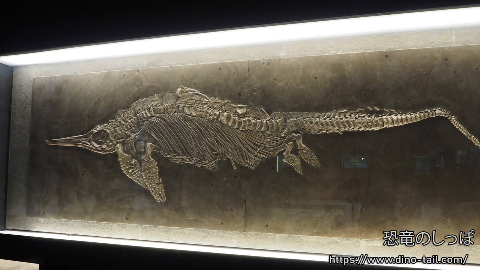 イクチオサウルス(魚竜) | 恐竜のしっぽ -古生物図鑑-