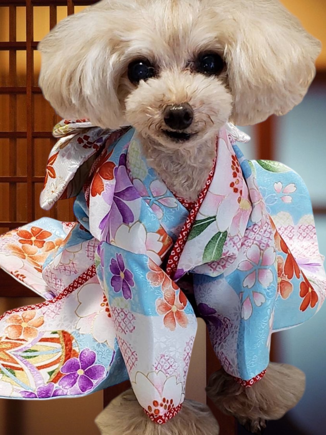 犬服/猫服 晴れ着 京・金彩友禅 石畳花手毬 振袖スタイル お引きづり