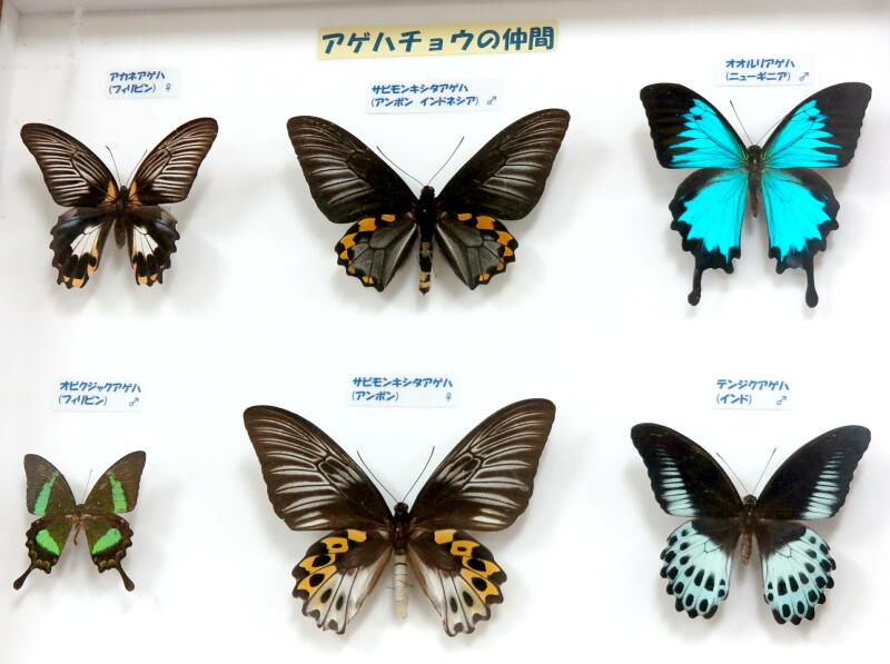 世界の珍蝶・希少蝶（つやま自然のふしぎ館） - 津山瓦版