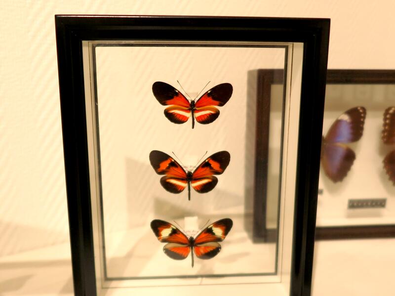 レア】 モルフォ蝶 アート 標本 芸術 コレクション 海外 昆虫 13上