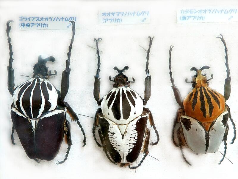 つやま自然のふしぎ館「世界のクワガタ・カブトムシ・カナブン