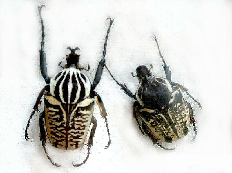 つやま自然のふしぎ館「世界のクワガタ・カブトムシ・カナブン