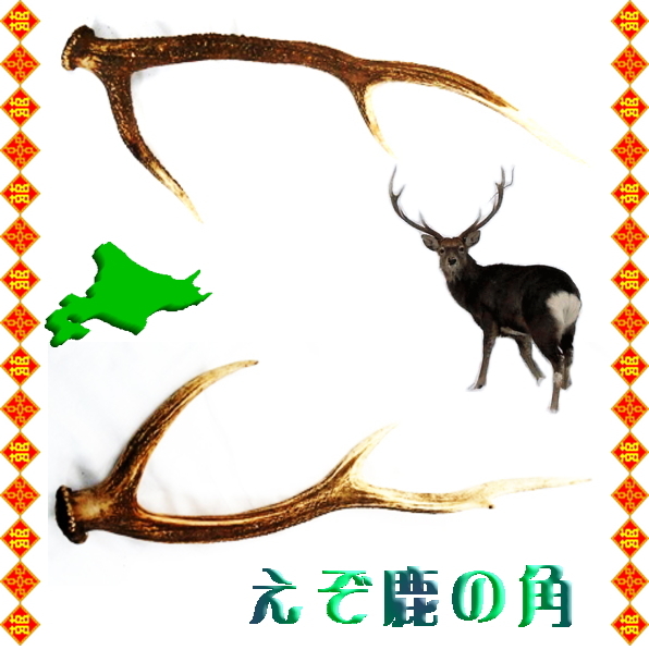 鹿角 10本 60〜70cm エゾシカ 蝦夷鹿 エゾ鹿 落ち角 片角 蝦夷鹿の角