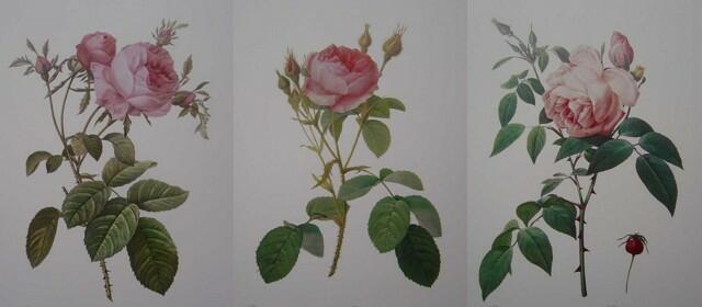 Amazon.co.jp: 額絵 「バラ図譜」フォリオ版 原寸大 ルドゥーテ レ