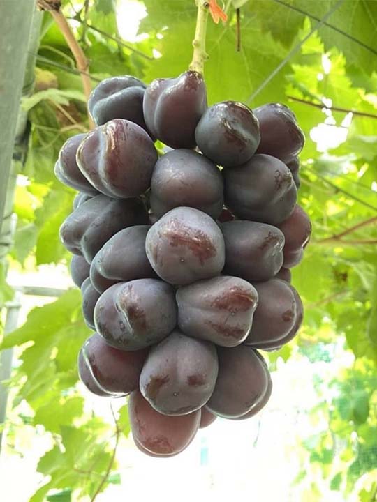 翠然フルーツ〉富士の輝（ブラックシャインマスカット）｜志村葡萄研究