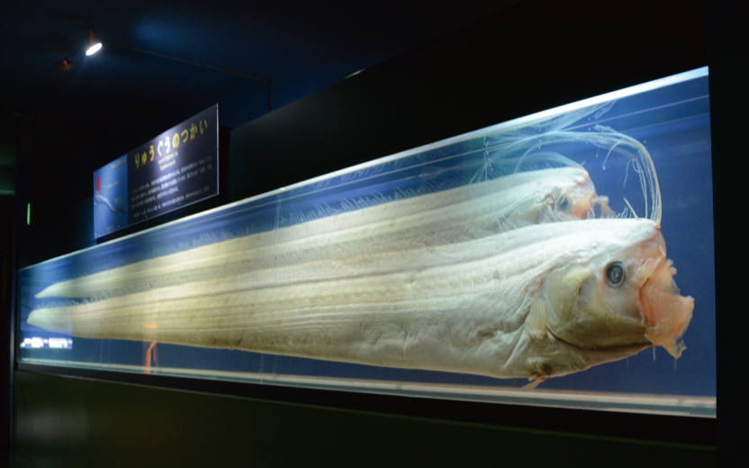 リュウグウノツカイ 深海魚 剥製 標本用